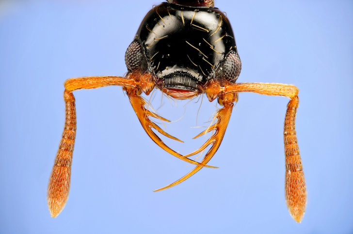 Муравьиный бестиарий: эти насекомые поражают воображение ученых