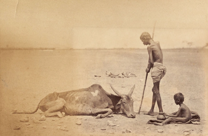 Мадрасский мор: история Великого голода в Индии 1876–1878 годов в фотографиях