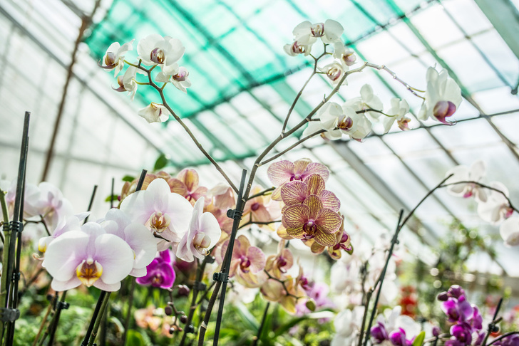 Янтарная кислота для орхидей как разводить и применять