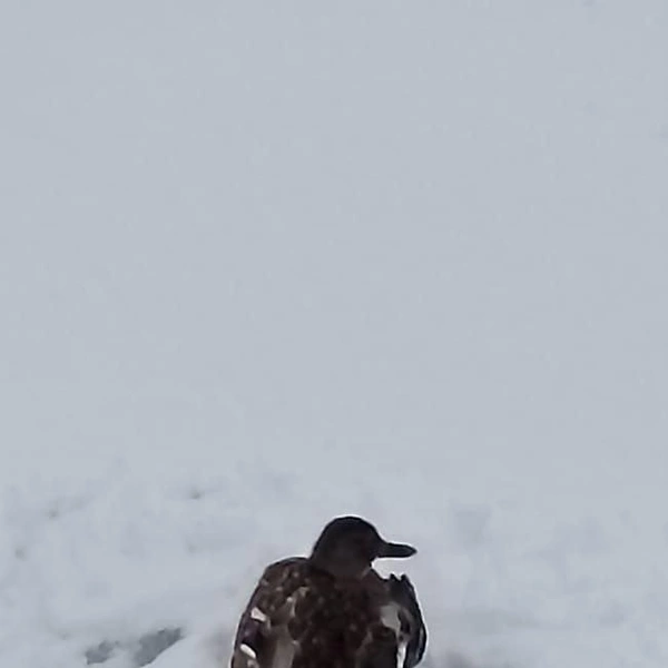 Источник: Кошкиспас / Телеграм