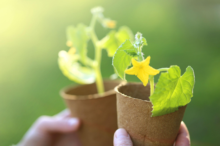 Вопросы читателей: когда высаживать растения в открытый грунт весной 2023