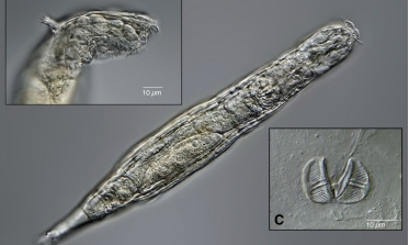 Биологи оживили коловраток, которые более 20 000 лет провели в вечной мерзлоте