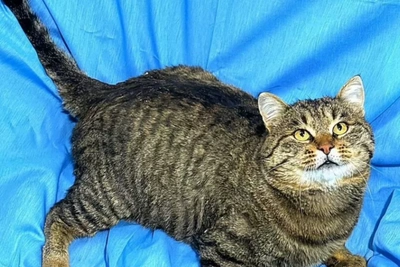 В Иркутске ищут дом для кота Тиграна, оставшегося без хозяев