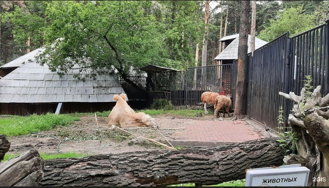 Чаще на фотографиях встречается верблюд | Источник: Наталья С. / 2ГИС