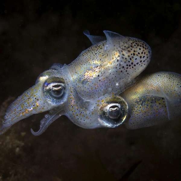Финалист в номинации «Молодой фотограф года» | Источник: Aaron Sanders / Ocean Photographer of the Year 2025