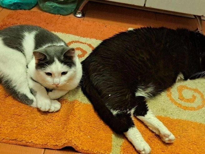 Двое животных следуют принципу: в компании греться веселее. | Источник: читатель НГС Андрей