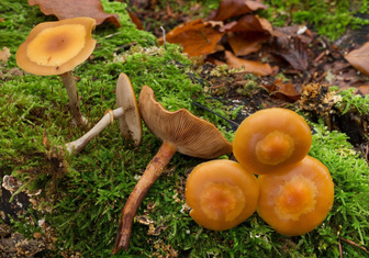 Тихие убийцы: 5 самых ядовитых грибов на свете