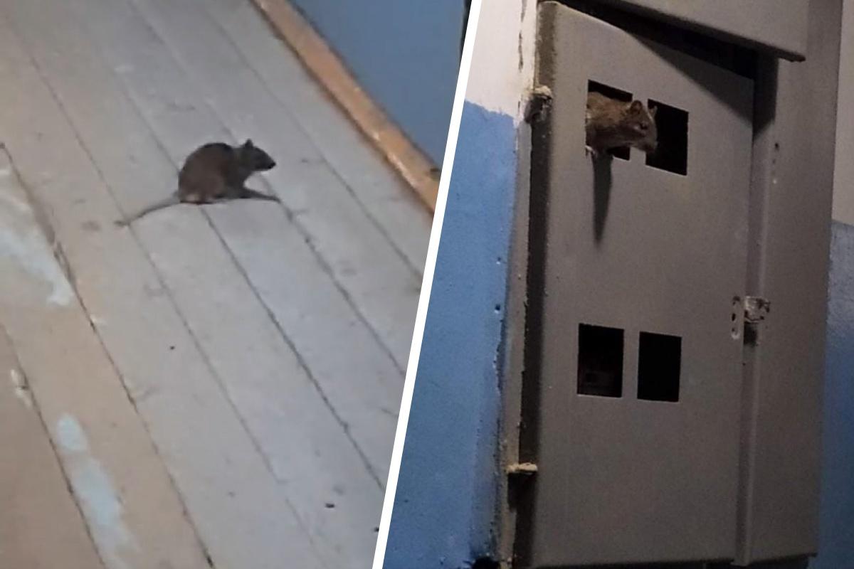 Cколько живут домашние крысы
