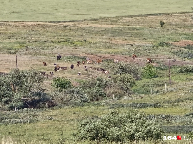Вдалеке паслись коровы. Места оказались живописные | Источник: Семен Коротов-Майбах / 164.RU