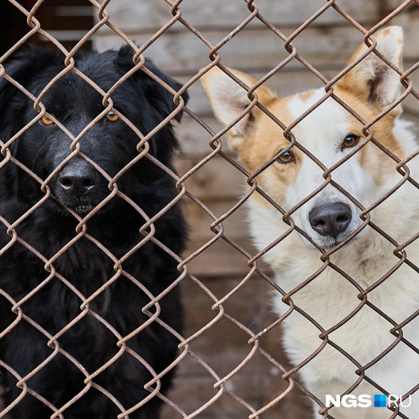 Ветеринарные клиники делают скидки для приюта на обследование и лечение питомцев | Источник: Александр Ощепков / NGS.RU