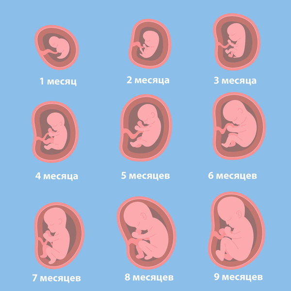 Как меняется живот за 9 месяцев беременности: все, что нужно об этом знать