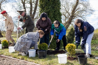 В Острове высадили туи в память о героях-чернобыльцах