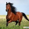 userpic__Nastushka 🐎