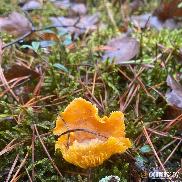 Вот это зима! Из леса до сих пор носят жёлтые лисички  | Источник: читатель «Фонтанки» Илья 