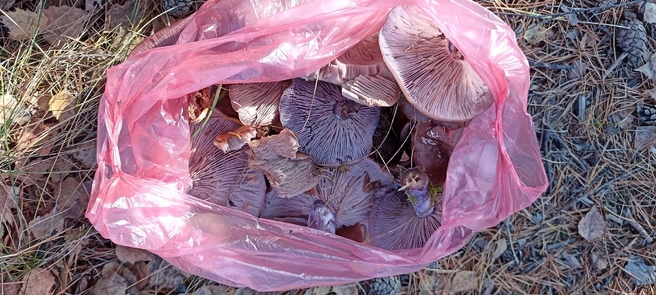 Это рядовка фиолетовая  | Источник: Елена Колчина / «Грибы и грибники Екатеринбурга и Свердловской области» / Vk.com