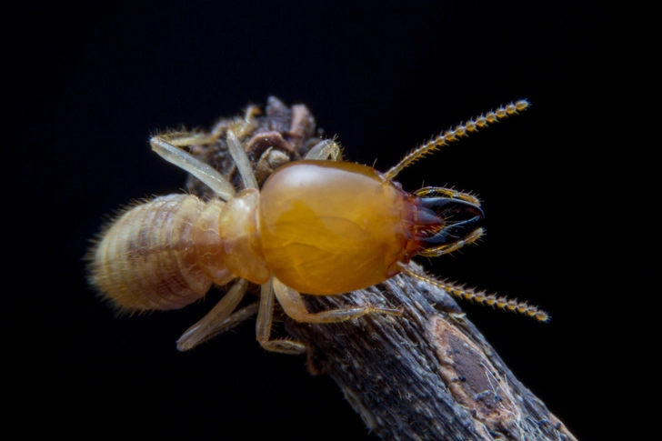 Термиты стали успешнее, когда отсекли хвосты своим сперматозоидам