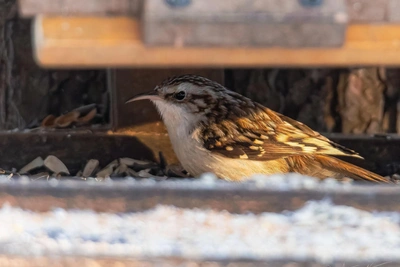 A pika spotted at a bird feeder in Udelnaya Park