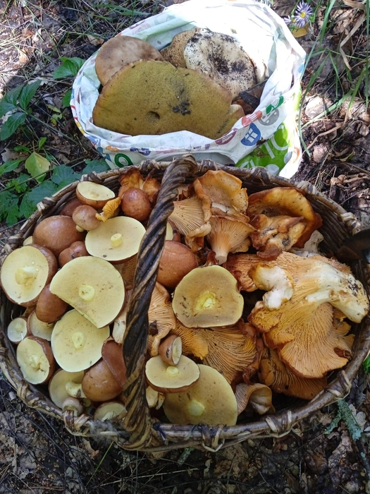 Источник: Ольга Миронова