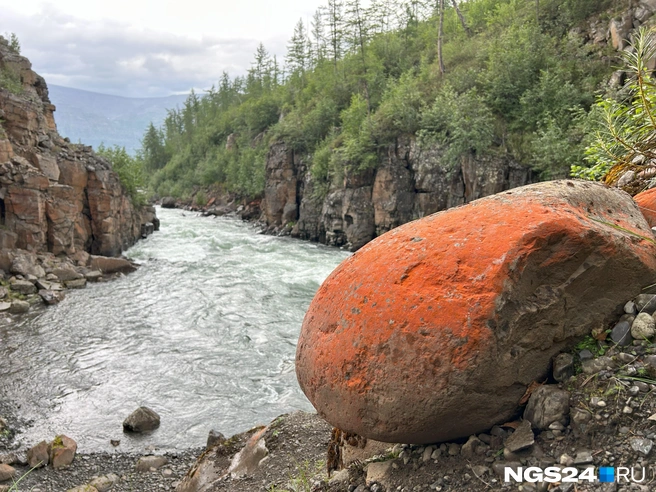 Арт-водоросли | Источник: Алексей Тайганавт / NGS24.RU