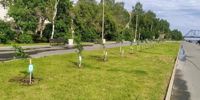 Яблони высадили недалеко от железнодорожного моста | Источник: Живой Город Архангельск | Деревья Поморья / Vk.com