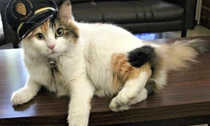 В Японии умерла Нитама — легендарная кошка-смотрительница вокзала Киси