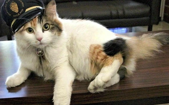 В Японии умерла Нитама — легендарная кошка-смотрительница вокзала Киси