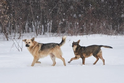 Жители Горрощи жалуются на стаю бродячих собак