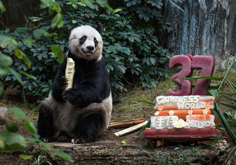 Самая крупная и старая из живущих в неволе панда отпраздновала день рождения