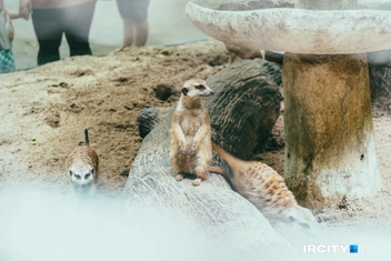 Есть такие смешные сурикаты | Источник: Алина Ринчино / «ИрСити»