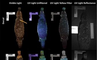Ученые узнали, что мех утконосов светится в темноте
