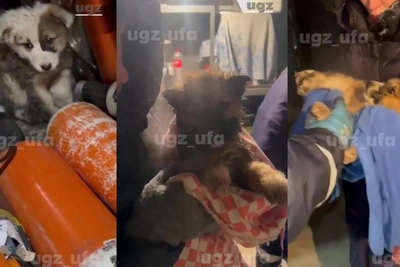 Ufa rescuers free three puppies trapped in bitter cold