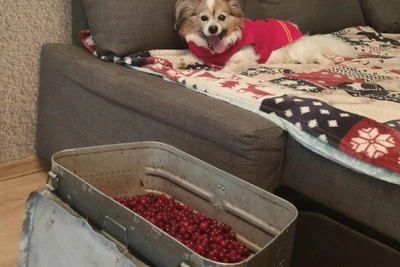 Сезон сбора клюквы открылся в Ленинградской области