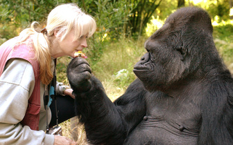 Умерла «говорящая» горилла Коко