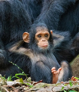 12,5 самых смешных фото обезьян за всю историю комичного конкурса Comedy Wildlife Photography Awards