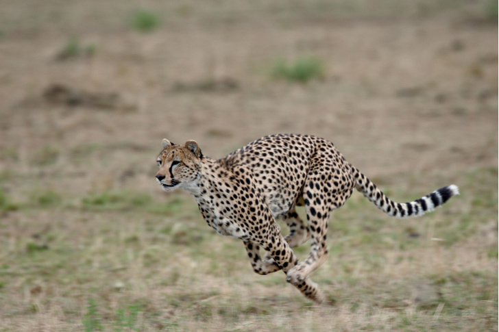 Борзая кошка: как гепарды нашли свою экологическую нишу, пожертвовав многим ради умения быстро бегать