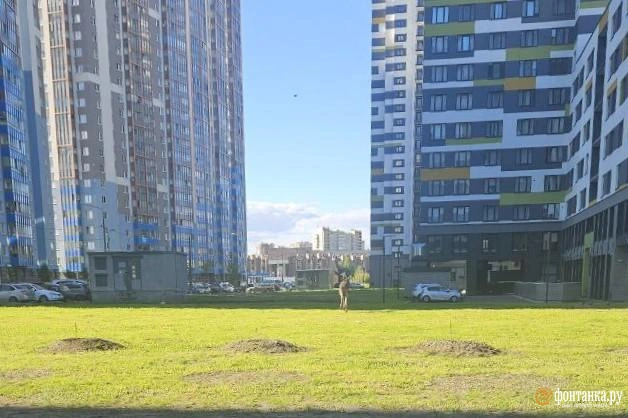«Вот такая жизнь суровая». Петербуржцам назвали причину нашествия в город лосей | Источник: читательница «Фонтанки»