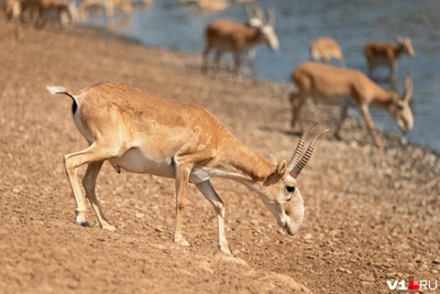 Нашествие сайгаков в Заволжье обеспокоило экологов