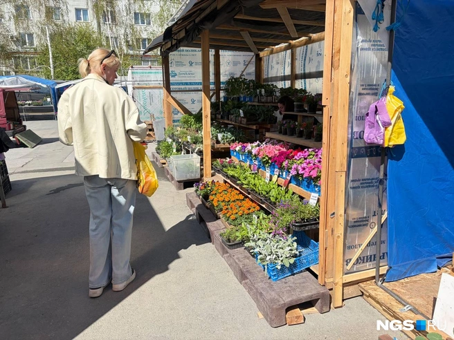 Покупатели рассады чувствуют в сфере стабильность, но работают всего несколько месяцев в год | Источник: Настасья Медведева / NGS.RU
