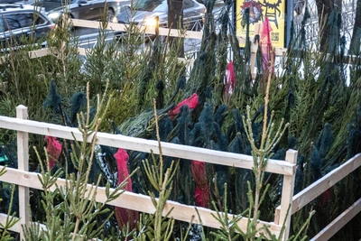 Цены на новогодние деревья в Туле в 2025 году