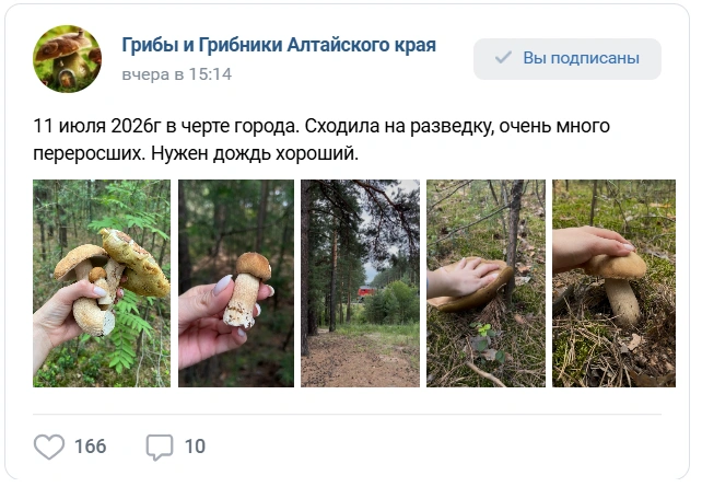 Женщина обнаружила уже очень много переросших грибов | Источник: «Грибы и Грибники Алтайского края»