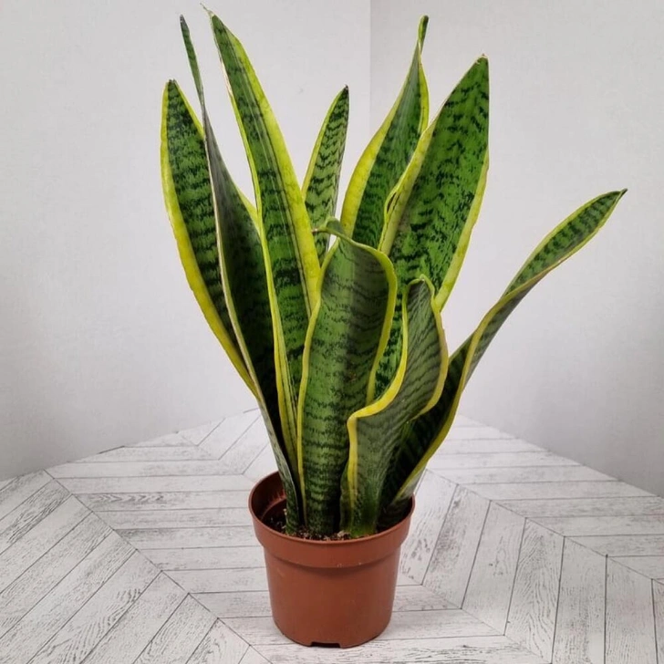 Источник: Flowwow