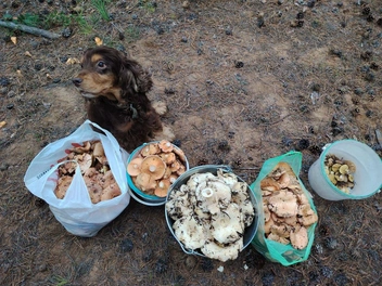 Даже пес понимает, как долго придется чистить и мыть этот улов | Источник: читатель «Чита.Ру»