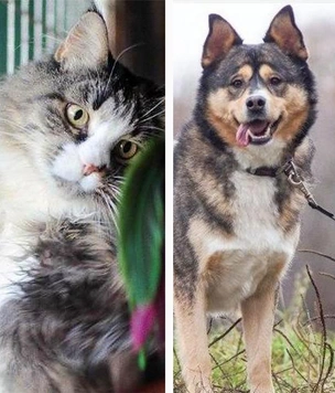 Котопёс недели: возьмите из приюта его величество пса Остина или ее сиятельство кошку Графиню