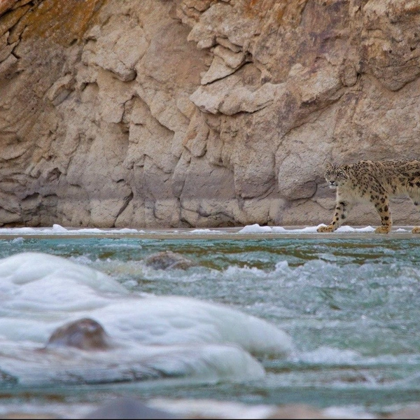 Финалист в номинации «Портрет» | Источник: Surya Ramachandran / Nature inFocus Awards 2024