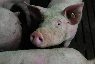 Пересадка органов свиней: является ли это грехом для мусульман?