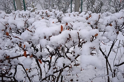В Ульяновской области прогнозируют снегопад и метель