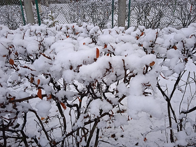 В Ульяновской области ожидаются метель и снегопад | Источник: Дмитрий Сильнов / 173. RU