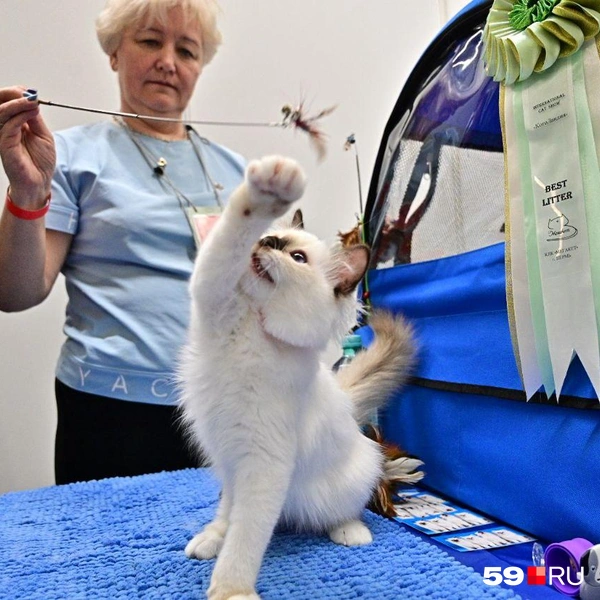 Такой шустрик | Источник: Василина Любимова / 59.RU 