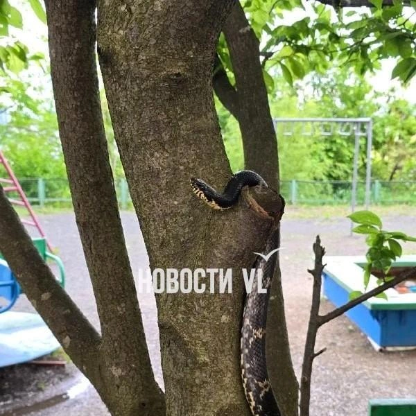 Источник: vl.ru