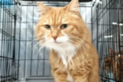 51 кошка и собака нашли хозяев во Владивостоке